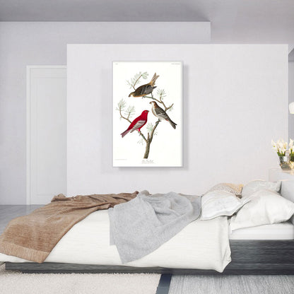 Pine Grosbeak
