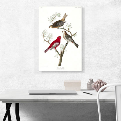 Pine Grosbeak