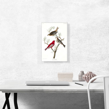 Pine Grosbeak