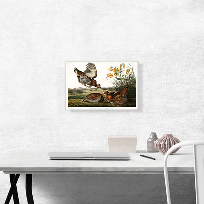 Pinnated Grouse