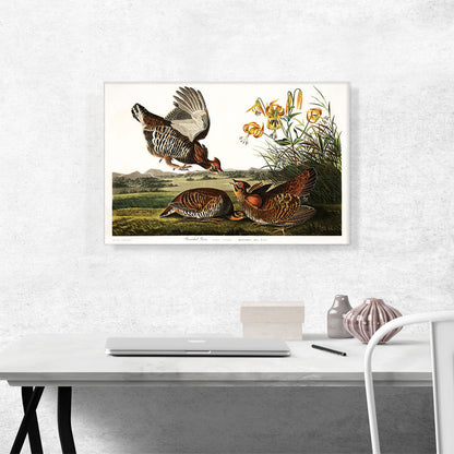 Pinnated Grouse
