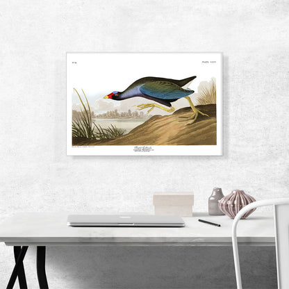 Purple Gallinule