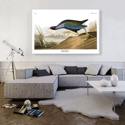 Purple Gallinule
