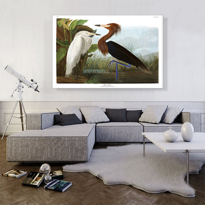 Purple Heron