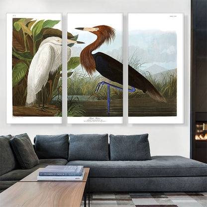 Purple Heron