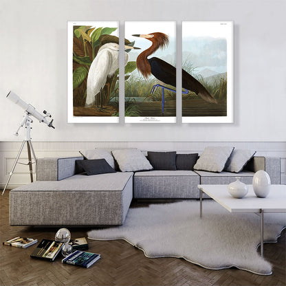 Purple Heron