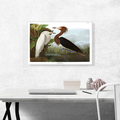 Purple Heron