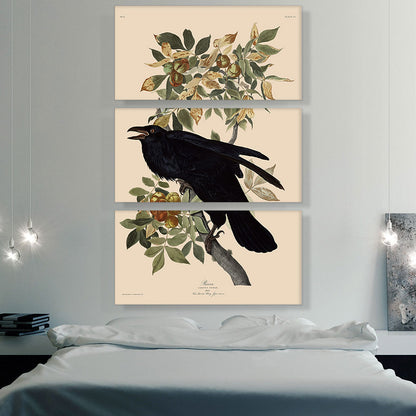 Raven
