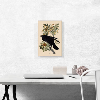 Raven