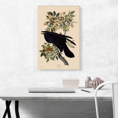 Raven