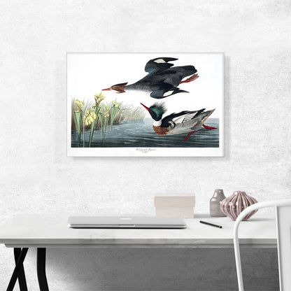 Red Breasted Merganser