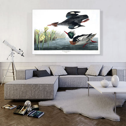 Red Breasted Merganser