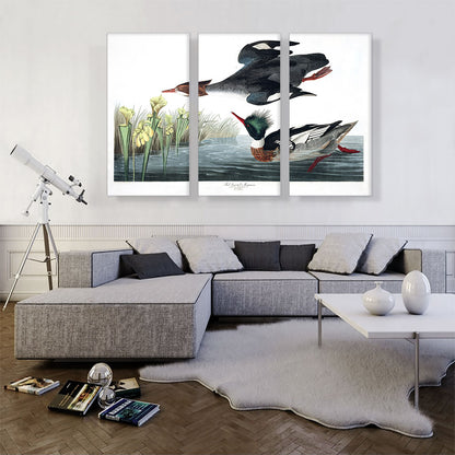 Red Breasted Merganser
