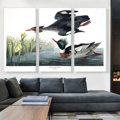 Red Breasted Merganser