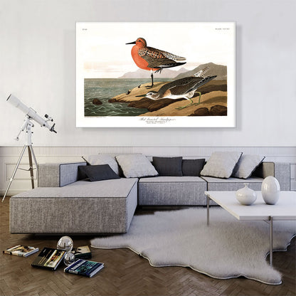 Red Breasted Sandpiper