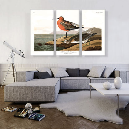 Red Breasted Sandpiper