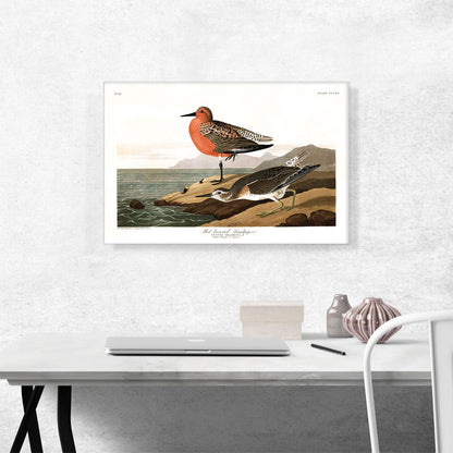 Red Breasted Sandpiper