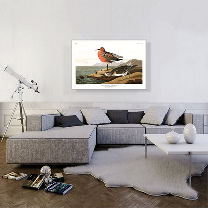 Red Breasted Sandpiper