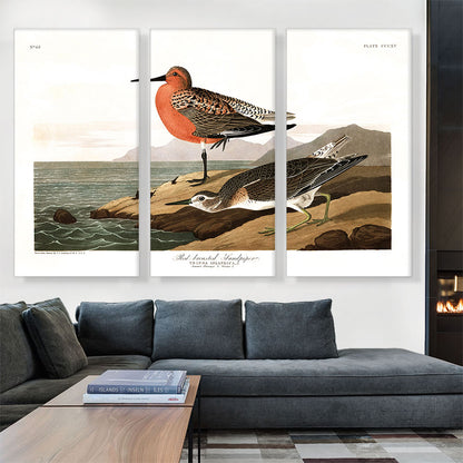 Red Breasted Sandpiper