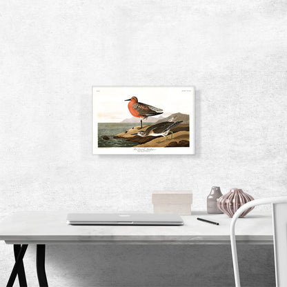 Red Breasted Sandpiper
