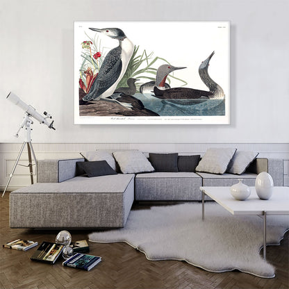 Red Throated Diver