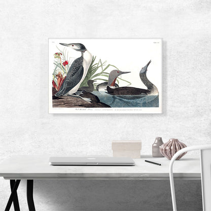 Red Throated Diver