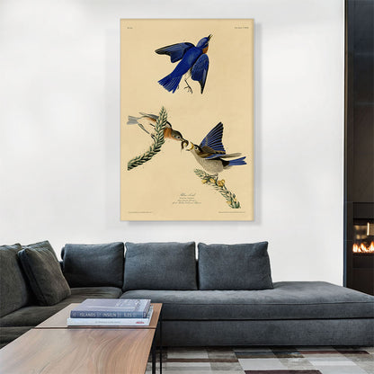 Blue Bird