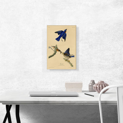 Blue Bird