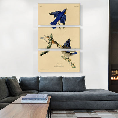 Blue Bird