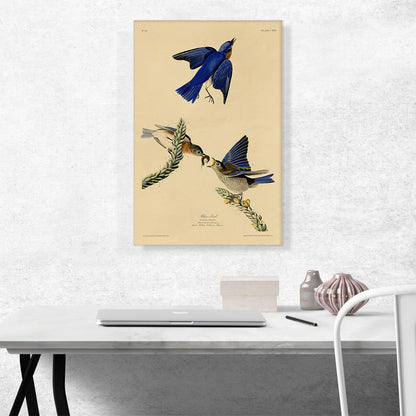 Blue Bird