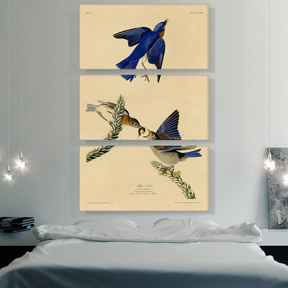 Blue Bird