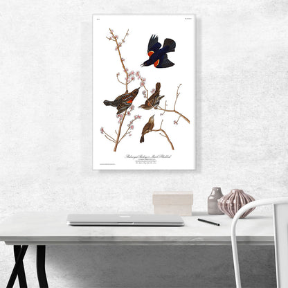 Red Winged Starling