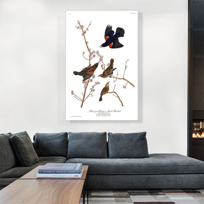 Red Winged Starling
