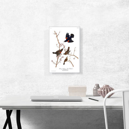 Red Winged Starling