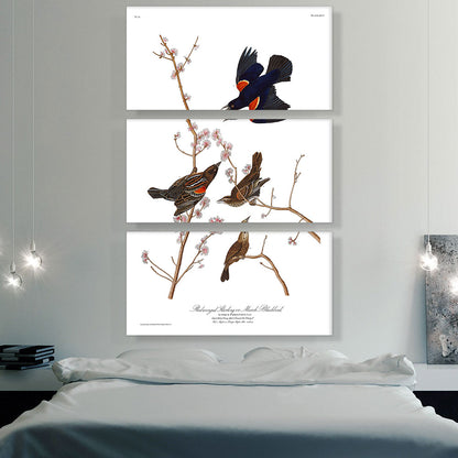 Red Winged Starling