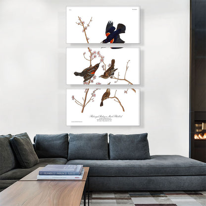 Red Winged Starling