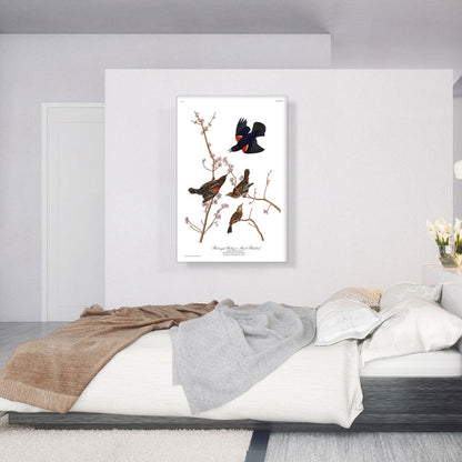 Red Winged Starling