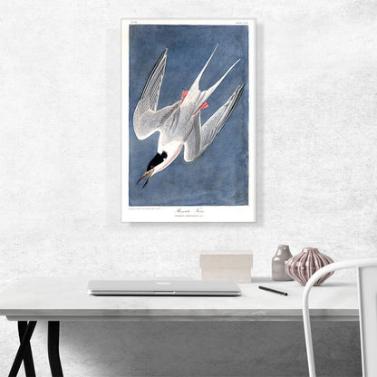 Roseate Tern