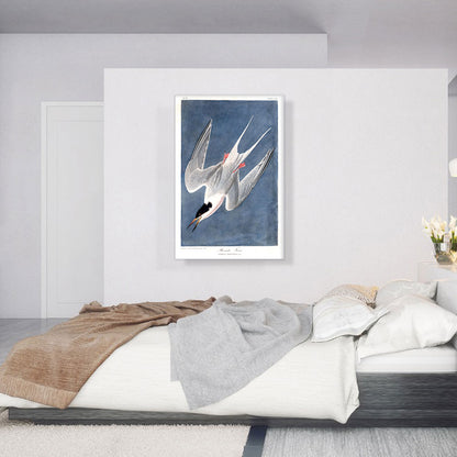 Roseate Tern
