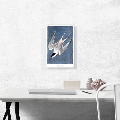 Roseate Tern