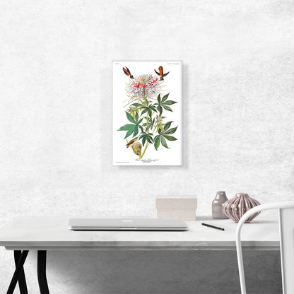 Ruff Necked Hummingbird