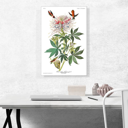 Ruff Necked Hummingbird