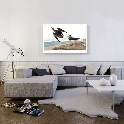 Schins Sandpiper