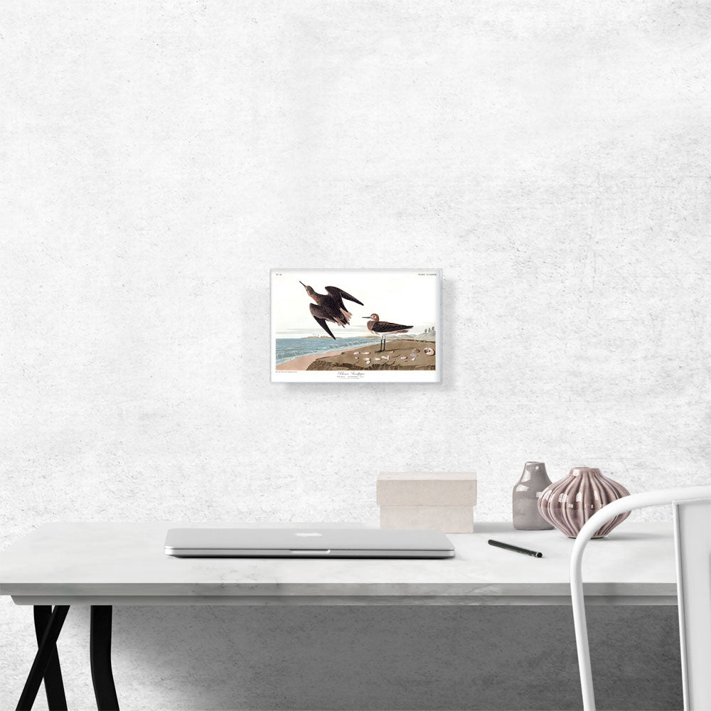 Schins Sandpiper
