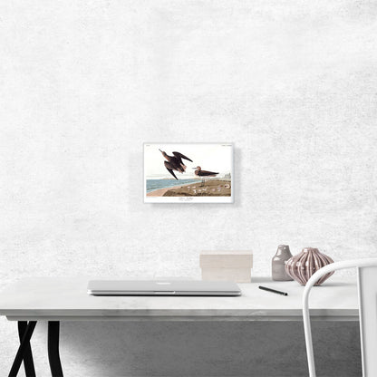 Schins Sandpiper