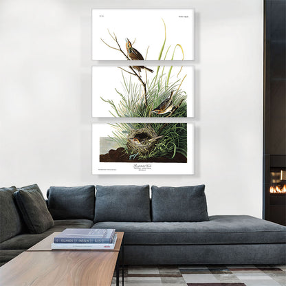 Sharp Tailed Finch