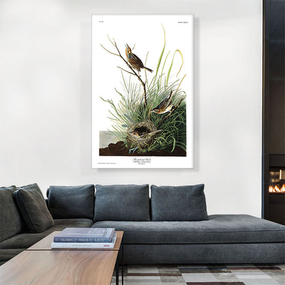 Sharp Tailed Finch