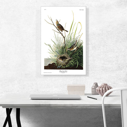 Sharp Tailed Finch