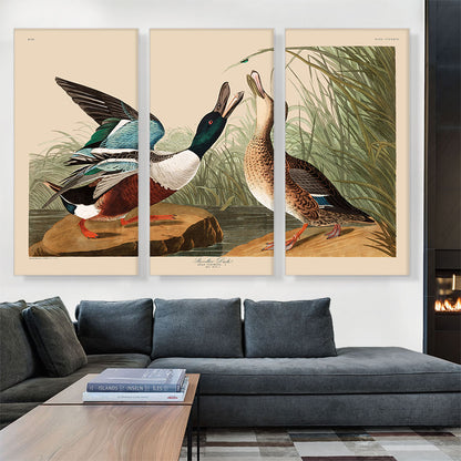 Shoveller Duck