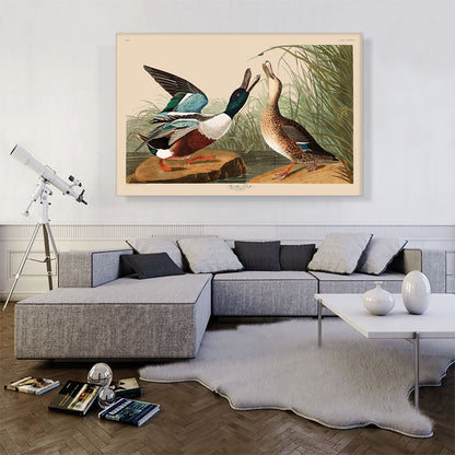 Shoveller Duck